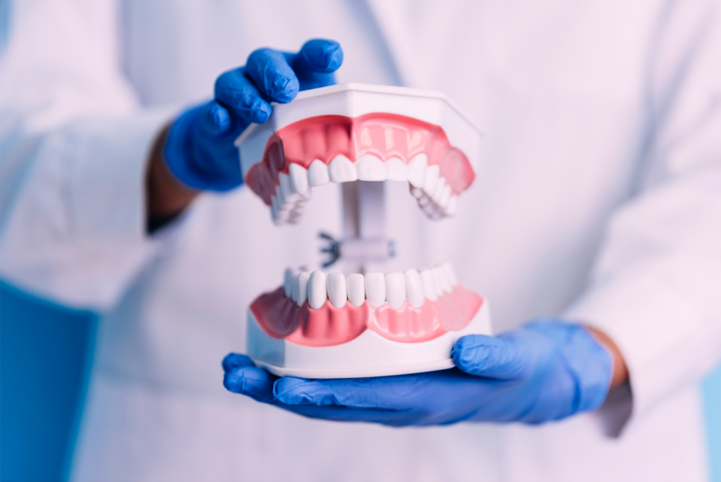 dental model of teeth